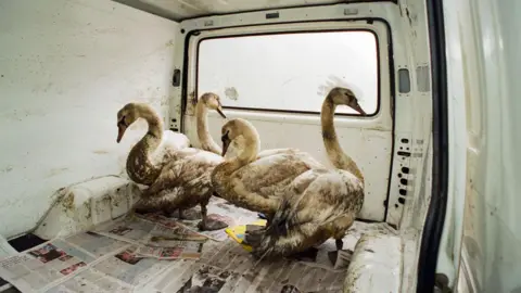 Mirrorpix Swans coated in oil stand on newspaper in the back of a van 