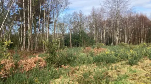 A small wood, with grass and bracken in the foreground