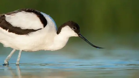 Ben Andrew/RSPB Avocet in water