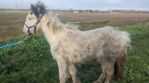 RSPCA A white and grey pony with matted fur is wearing a blue bridle, with a blue lead attached to it. It is standing on long grass in a flat field, with low rise agricultural buildings in the distance.