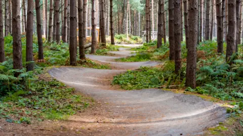 Getty Images A winding path through a wooded area with tall trees and plants on either side