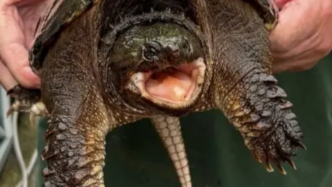 A turtle with a mouth open