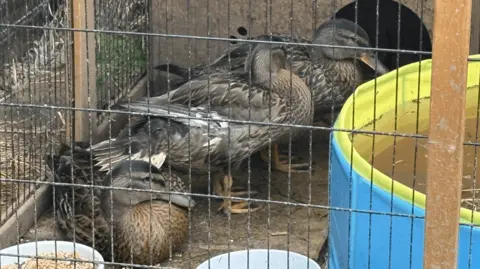 Three ducks stand and rest inside a wire enclosure next to a small plastic pool. A wooden shelter is at the back of the pen, with food bowls visible in the foreground. The ducks are gathered closely.
