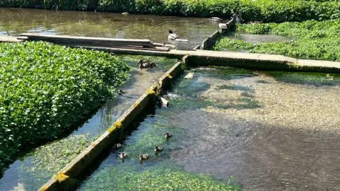 Ducks and ducklings in the waters by the watercress beds on a sunny day.
