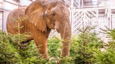 A large bull elephant wading through Christmas trees, which have been pushed into sand to keep them standing.