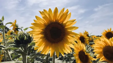 Shaun Whitmore/BBC A close up of a sunflower with a brown seeded centre and yellow petals. The flower is one of many in a row in a field at Westgate Farm. The picture has been taken on a sunny day with a cloudy blue sky in the background above the crop.