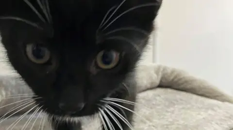 Sally Olford One of the kittens walking towards the camera