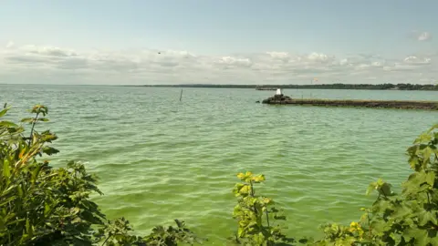 A lake, with plants and bushes at the bottom of the photo. The water in the lake is a murky green. On the right, there is a stone jetty. 