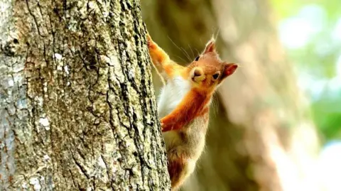 Squirrel
