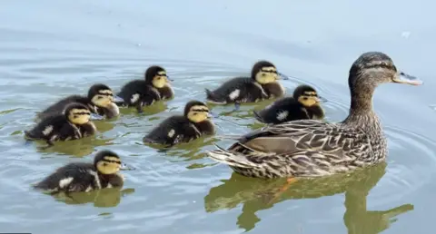 PA Media Ducks on a pond