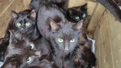 Safe Haven Animal Rescue  The black cats in a crate 