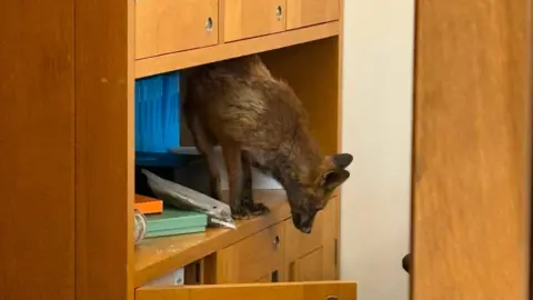 A fox hunts through a cupboard full of files inside an MP's office in Portcullis House, Westminster