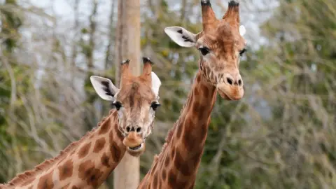 PA Media The UK's only herd of Kordofan giraffes; Gaya, Kofi and Gaya's calf Floris in their new enclosure at Twycross Zoo in Little Orton, Leicestershire