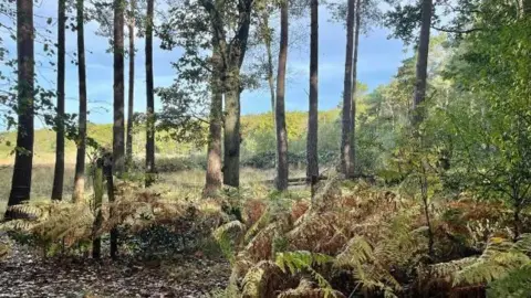 Blue skies and a grassy bank in the background with skinny tree trunks in front and low-level green/brown ferns in the foreground, on a bed of fallen autumnal leaves