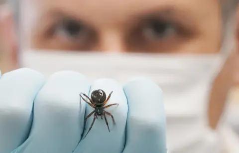 PA Media Dr Dugon wears a mask and looks at the camera while holding up a noble false widow spider on a latex gloved hand, at the Venom Lab at National University of Ireland Galway with a Noble False Widow (Steatoda Nobilis) in 2022.