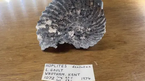 Josh Castree/Jurassic Discovery A grey hoplites dentatus, with black flecks on it. It has ribbed spirals. In the foreground there is a hand written label describing the exact location in Wrotham where Leon Garner found it.