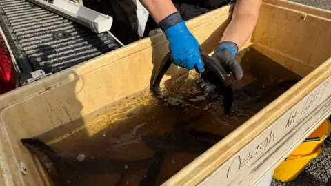 A pair of hands are reaching in to a light yellow plastic box containing water and lifting a black eel out. The hands are wearing blue waterproof gloves.