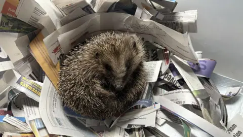 A hedgehog which is curled up and lying in a bed of shredded newspaper.