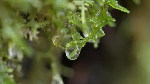 A droplet of water on moss