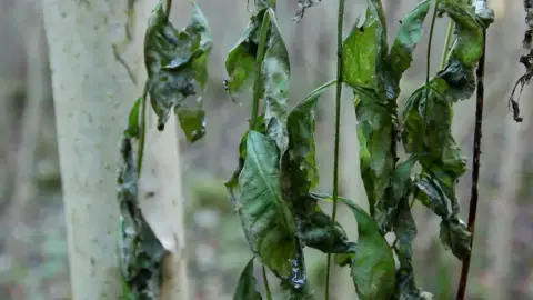 Gareth Fuller/PA Media An ash tree which is infected by ash dieback. The leaves are black and have wilted.