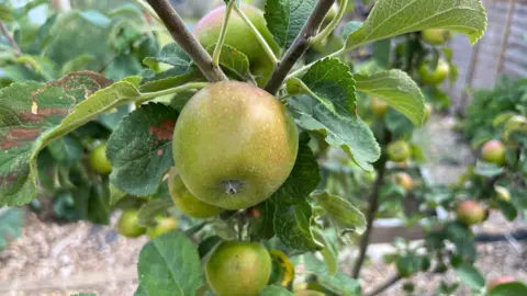 John Devine/BBC A close-up of some apples on a tree in a garden