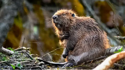 Marcus Tyler A brown furry beaver having a scratch.