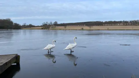 Diane Milton Two swans walking across a frozen over lake