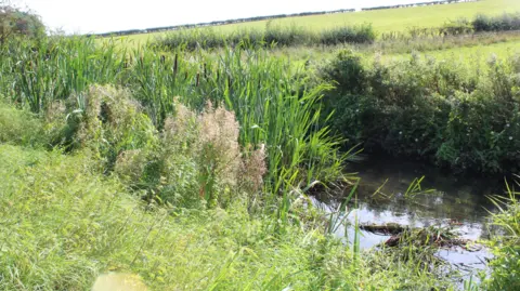 Chris Curtis Long green grass by the side of water in a beck. On the far bank of the beck are higher green hills against a white sky