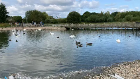 Ducks and swans on a small body of water in WWT Slimbridge. There is a wooden bridge over the water and some people in the background. 
