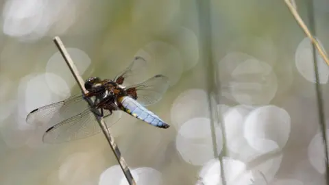 Photograph of a dragonfly at Magdalen Hill Down in Winchester