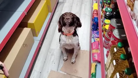 Kent County Council One of the detection dogs in a shop