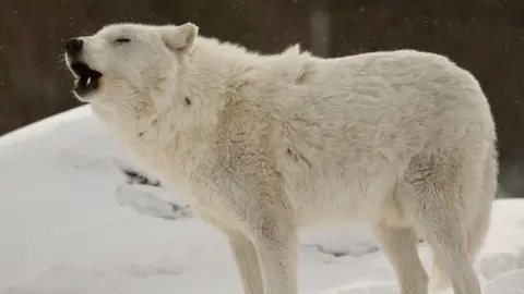 Getty Images An Arctic wolf howls in its enclosure. It is a white coloured wolf and it is surrounded by snow. 