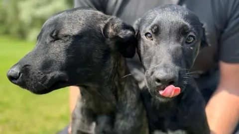Two black puppies sit on some grass, and are being held still by someone in the background, who is also sitting down.