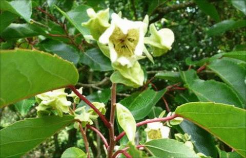 Chinese tree flowers for first time in 91 years - BBC News