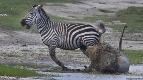 being friends lion and zebra