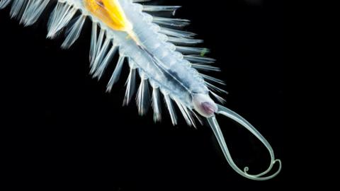 Pictures: Glowing deep sea worm species discovered - BBC Newsround