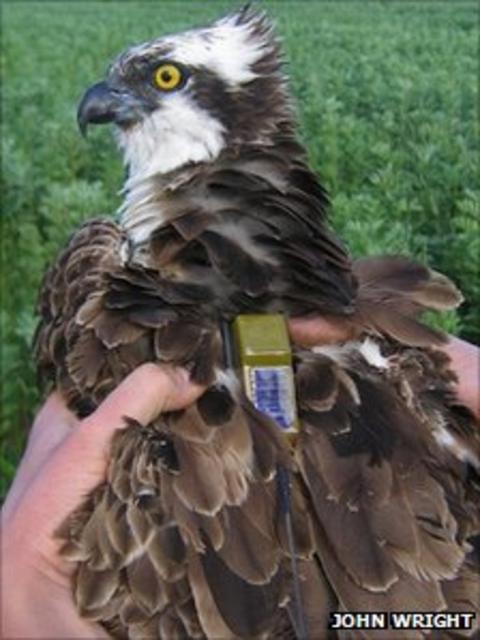 rutland water ospreys