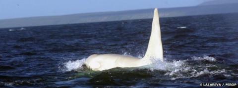 White killer whale adult spotted for first time in wild - BBC News
