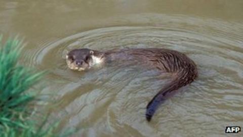 Lockerbie koi carp 'theft' blamed on otter - BBC News