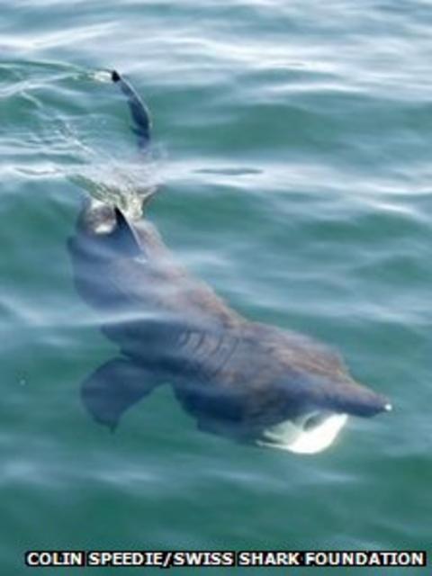 Basking sharks off Hebrides to be tagged and tracked - BBC News