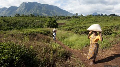 mozambique gurue plantation underdeveloped province