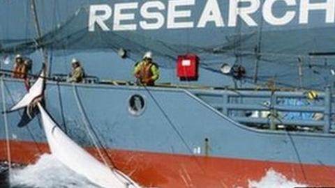 Japan Accepts Court Ban On Antarctic Whaling - BBC News