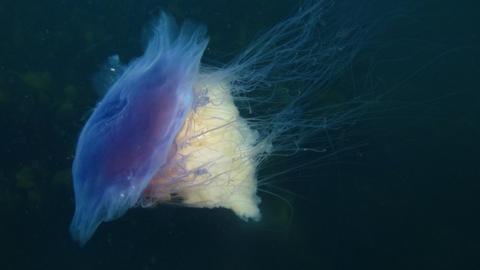 UK jellyfish boom: Your pictures - BBC News