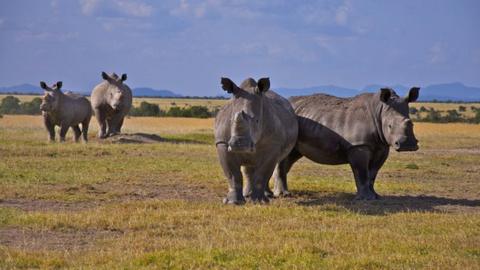 British army fights rhino poaching - BBC Newsround