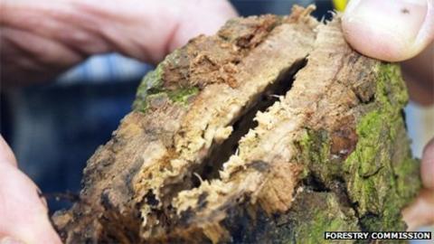 British forests under new threat from pests - BBC News