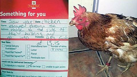 Postman delivers escaped chicken to Somerset woman - BBC News