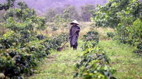 Drought Hits Brazil's Coffee Industry - BBC News