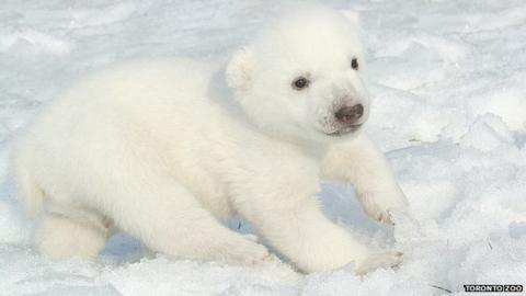 Canada: Mysterious origins for baby polar bear's name - BBC News