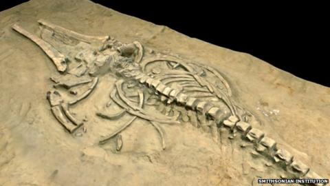 Chile's stunning fossil whale graveyard explained - BBC News