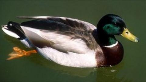 Men admit stealing 30 ducks from Fife farm - BBC News